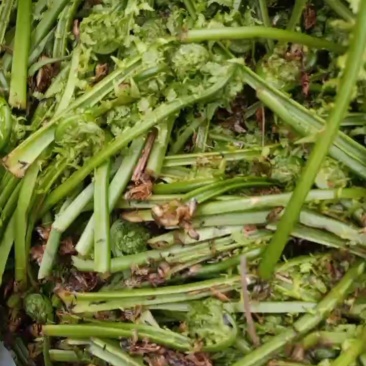 东北山野菜黄瓜香广东菜刺老芽猴腿苦龙牙贯众