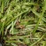 东北山野菜黄瓜香广东菜刺老芽猴腿苦龙牙贯众