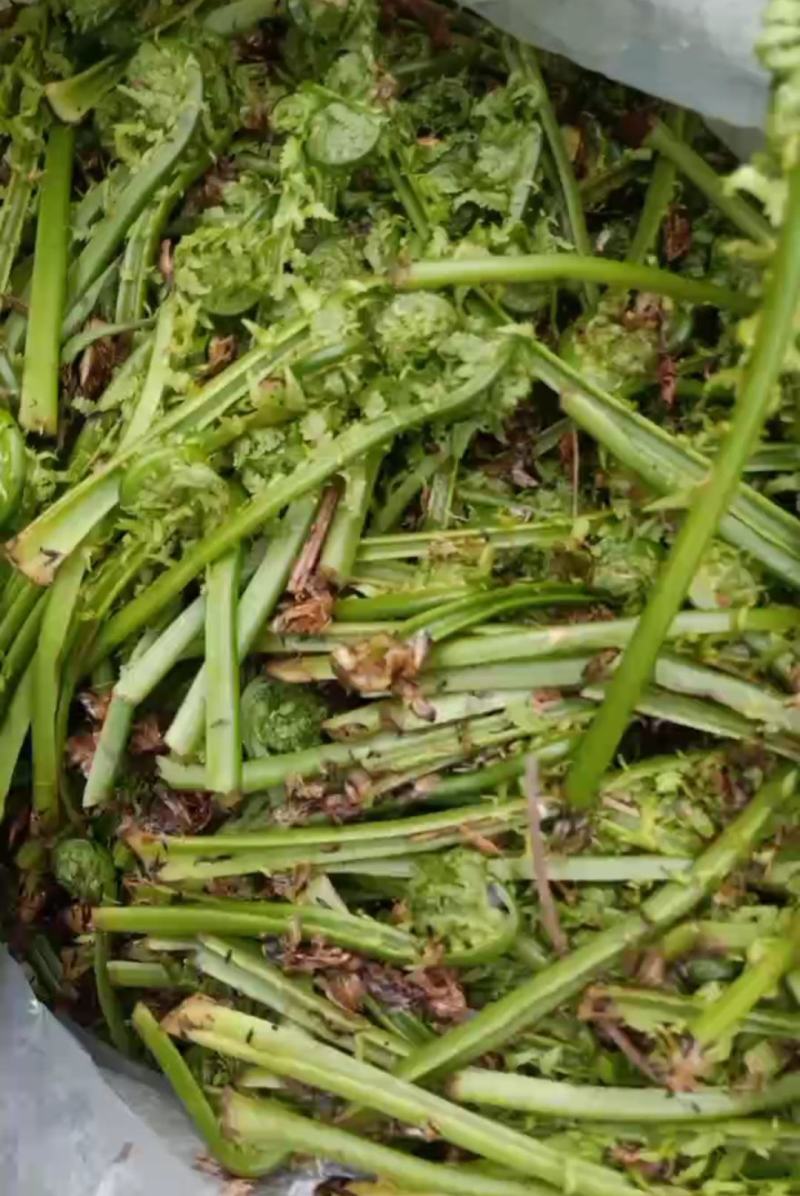 东北山野菜黄瓜香广东菜刺老芽猴腿苦龙牙贯众