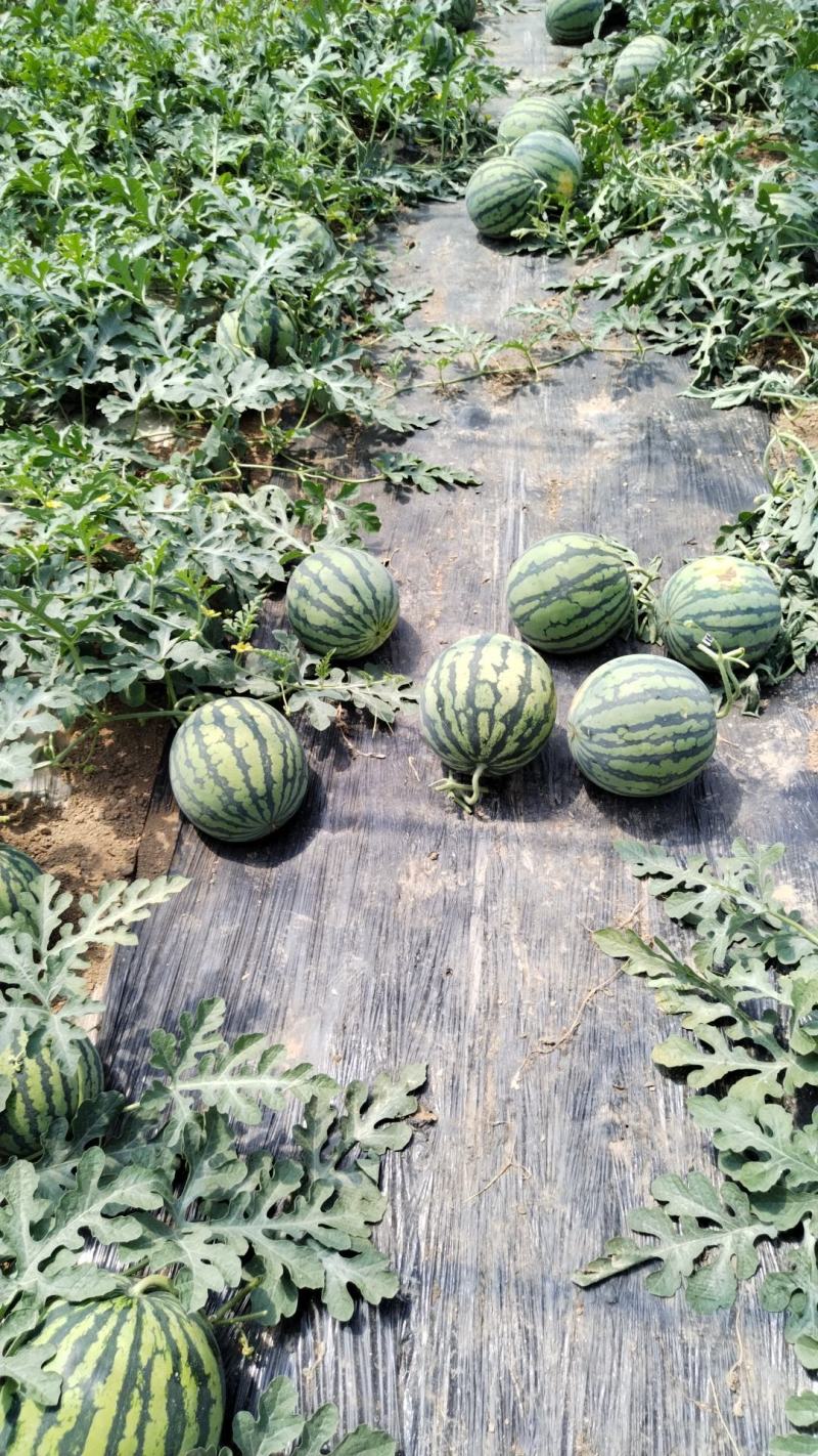 精品无籽美都