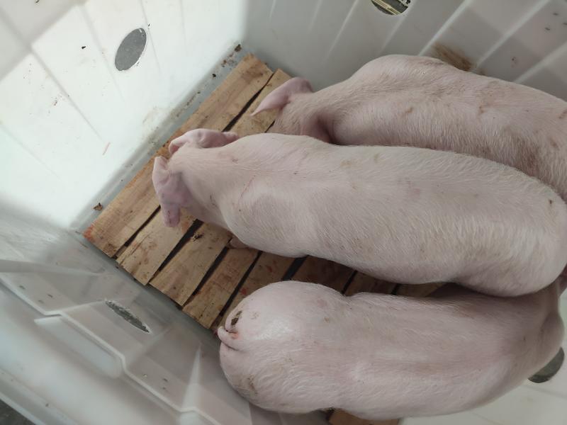 专业繁殖一元二元母猪种公猪免费送货上门货到付款