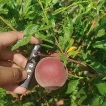 红宝石毛桃，火焰桃