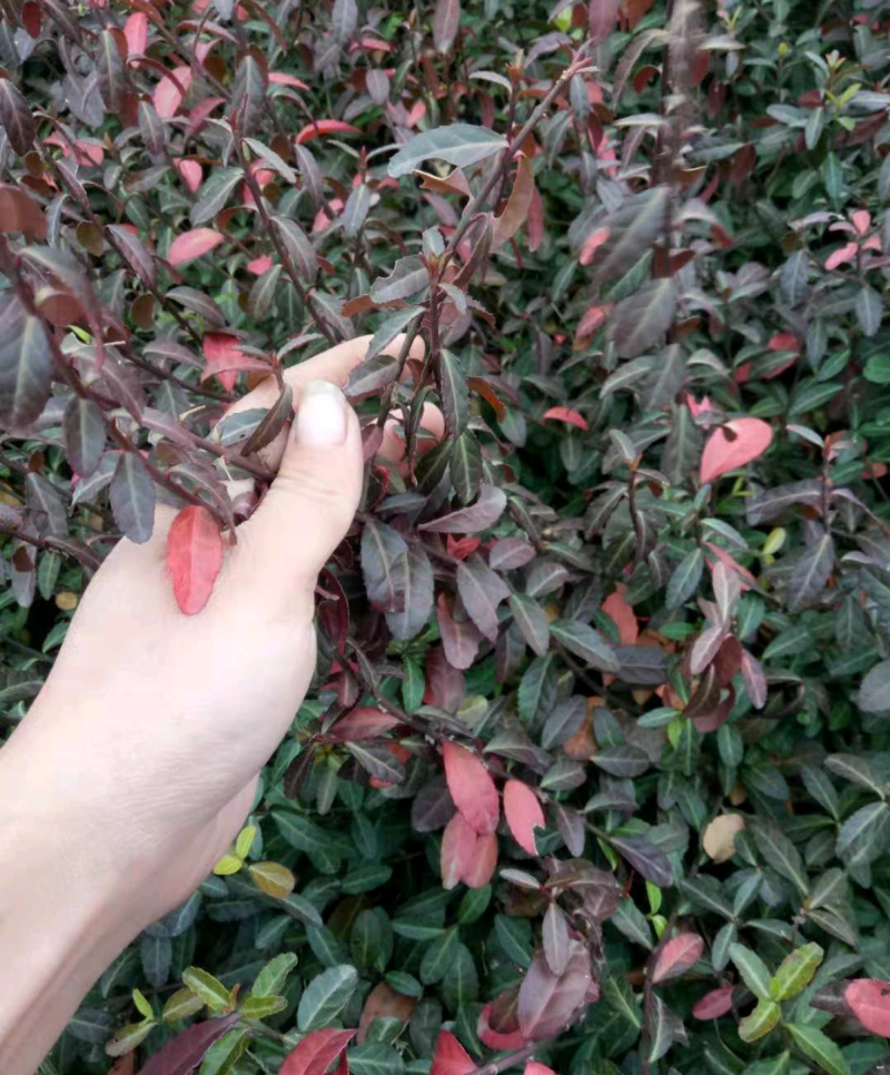 【沭阳小叶扶芳藤】基地直供爬墙卫矛，大叶扶芳藤
