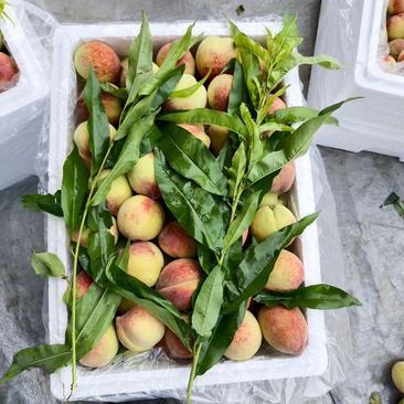 广西桂林毛黄桃，大量上市价格便宜