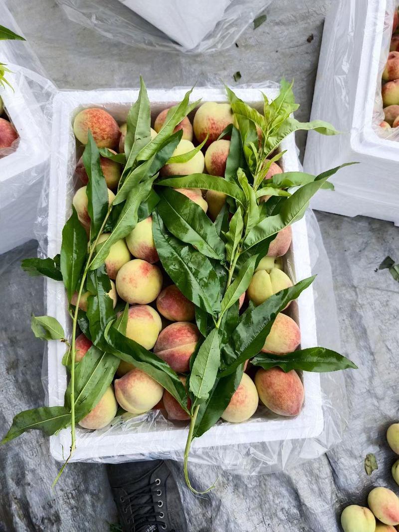 广西桂林毛黄桃，大量上市价格便宜