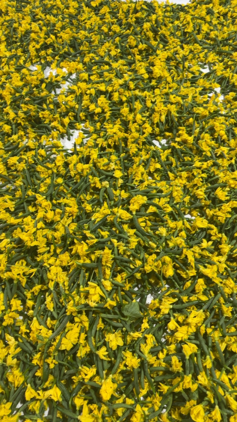 精品黄瓜花