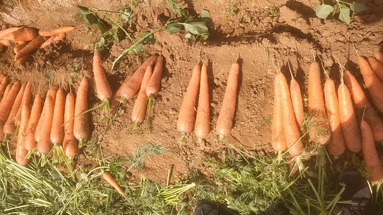 透心红胡萝卜切片生食图