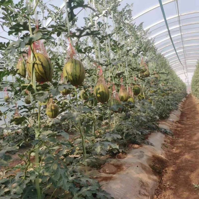 陕西大棚938吊篮西瓜大量上市口感脆甜，皮薄产地直发
