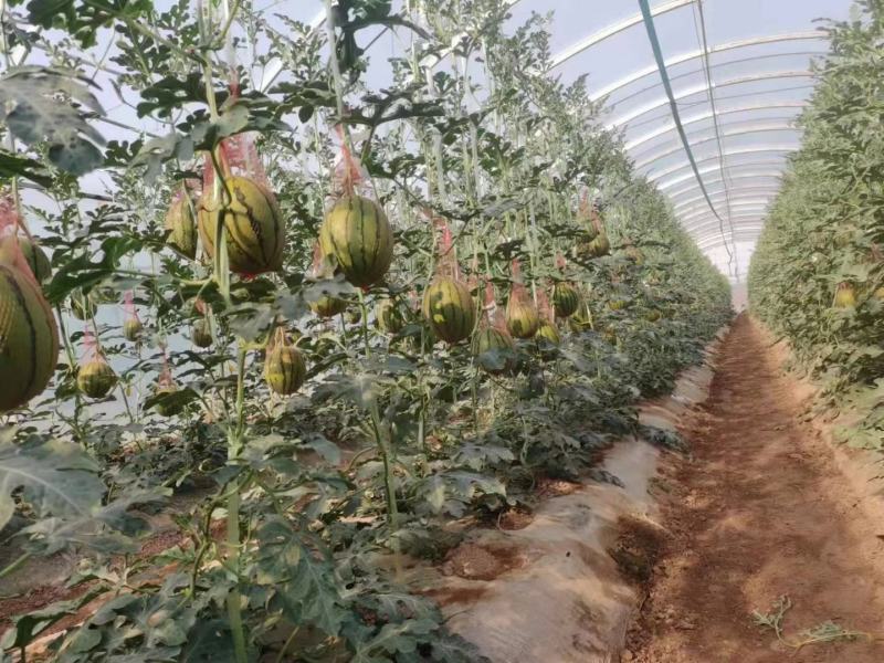 陕西大棚938吊篮西瓜大量上市口感脆甜，皮薄产地直发