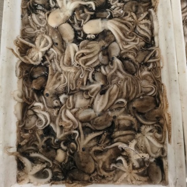 章鱼，八爪鱼，迷你小章鱼，鲜活速冻大板，三去翻花代加工