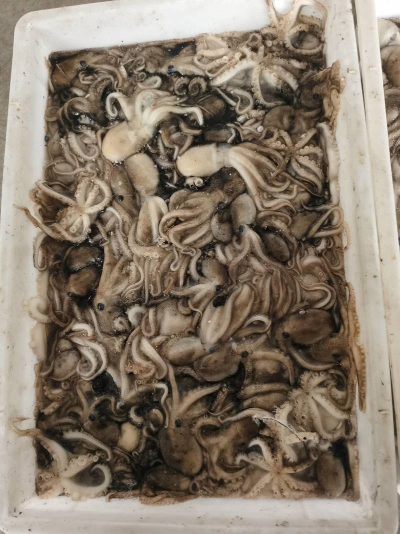 章鱼，八爪鱼，迷你小章鱼，鲜活速冻大板，三去翻花代加工