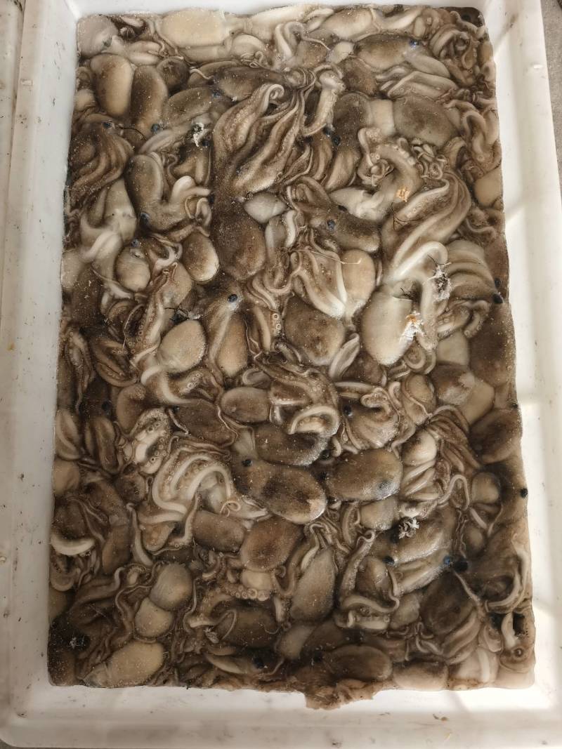 章鱼，八爪鱼，迷你小章鱼，鲜活速冻大板，三去翻花代加工
