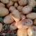 土豆精品黄心土豆大量上市鲜货供应可视频看货