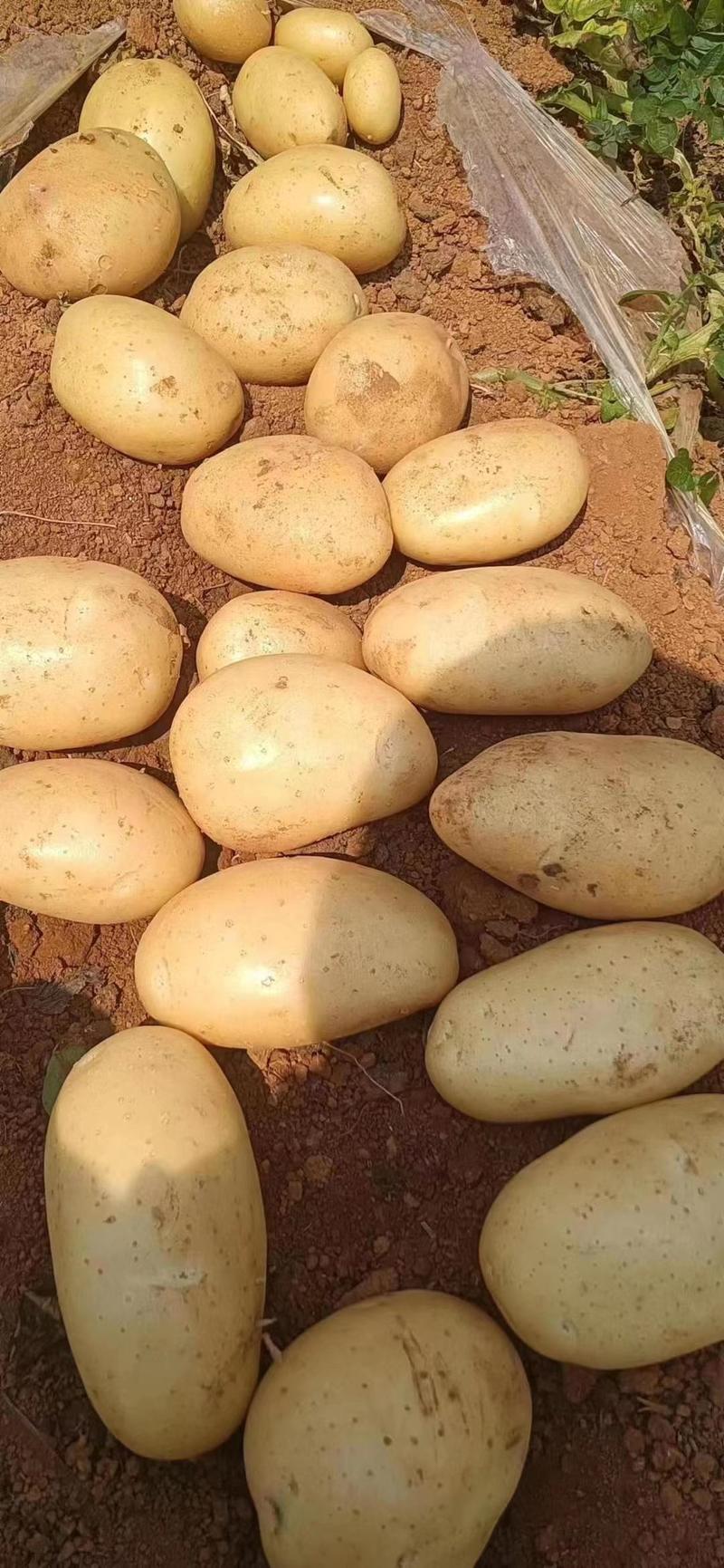 土豆精品黄心土豆大量上市鲜货供应可视频看货