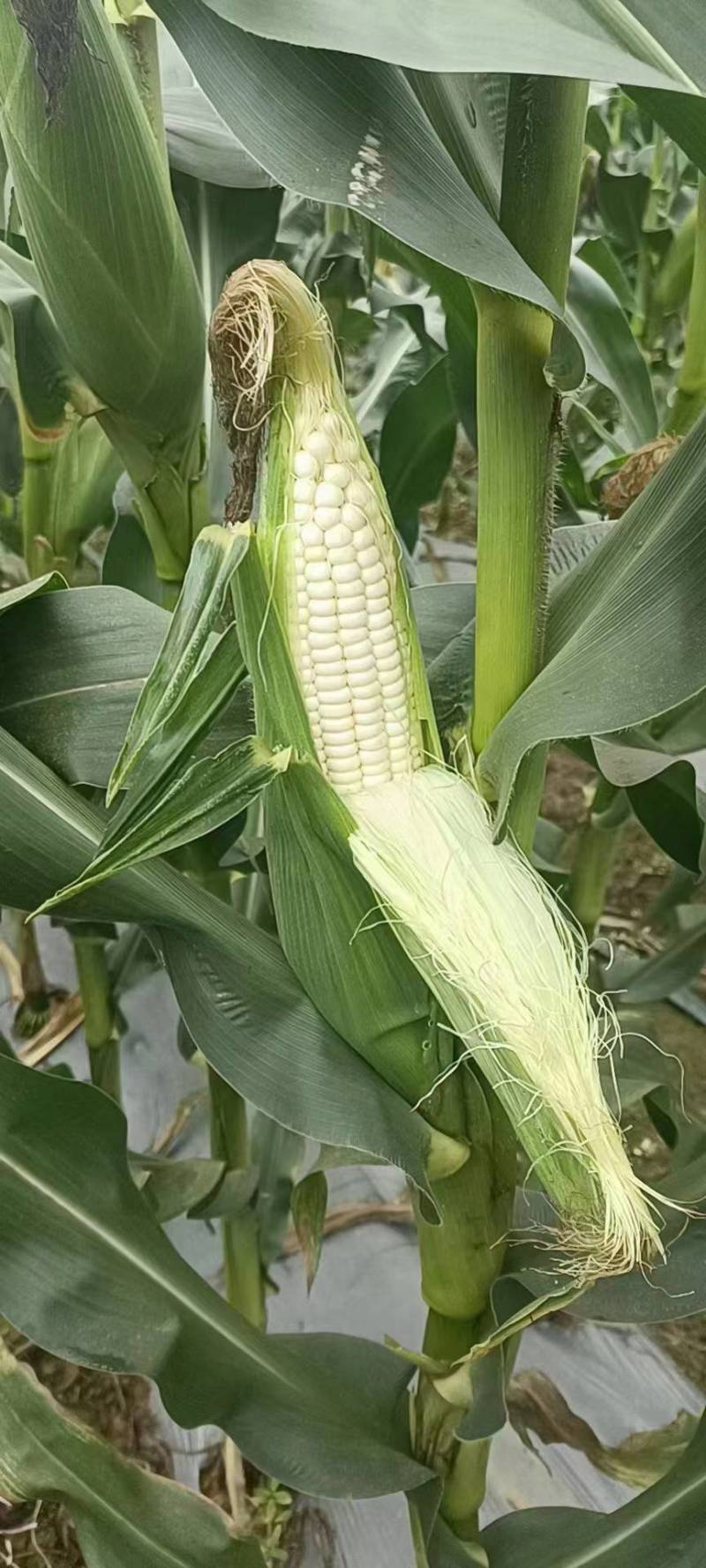 豇豆