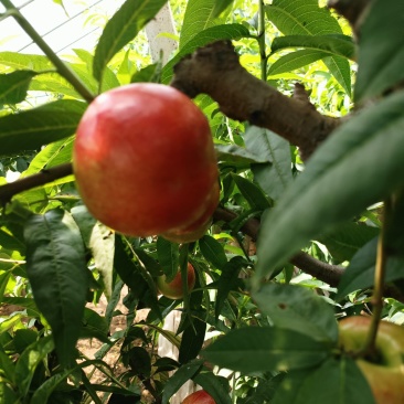 中油十八