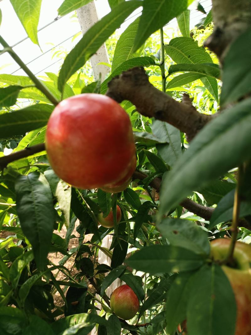 中油十八