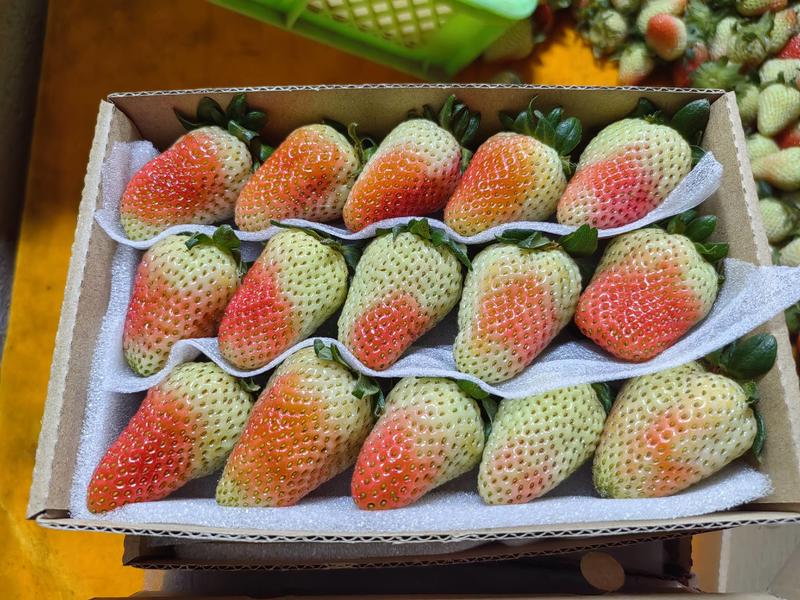 云南夏草莓