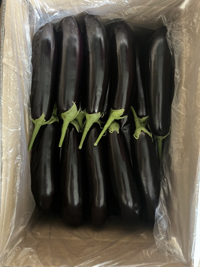 辽宁绥中长茄茄子烧烤茄市场食堂大集货大量供应货源
