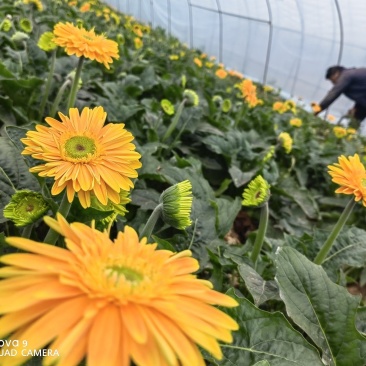 安徽滁州非洲菊种植基地，产地直发，欢迎前来咨询
