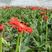 安徽滁州非洲菊种植基地，产地直发，欢迎前来咨询