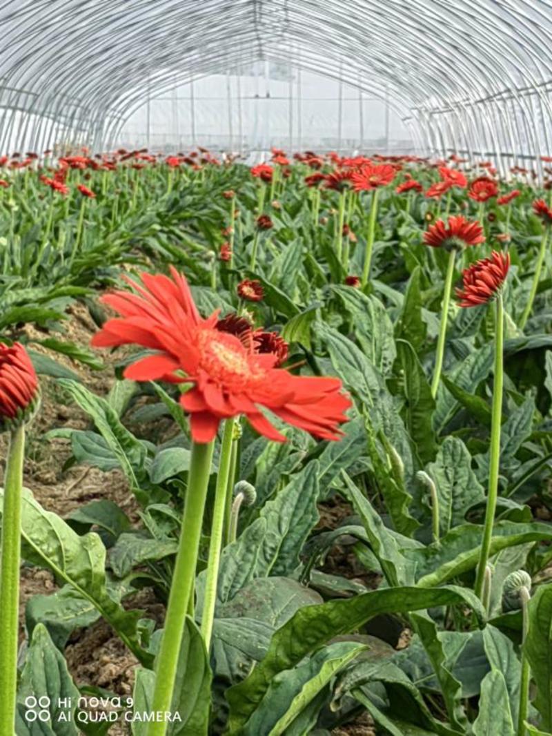 安徽滁州非洲菊种植基地，产地直发，欢迎前来咨询