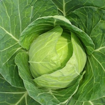 精品圆包菜