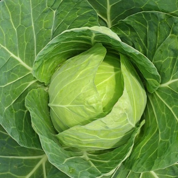 精品圆包菜