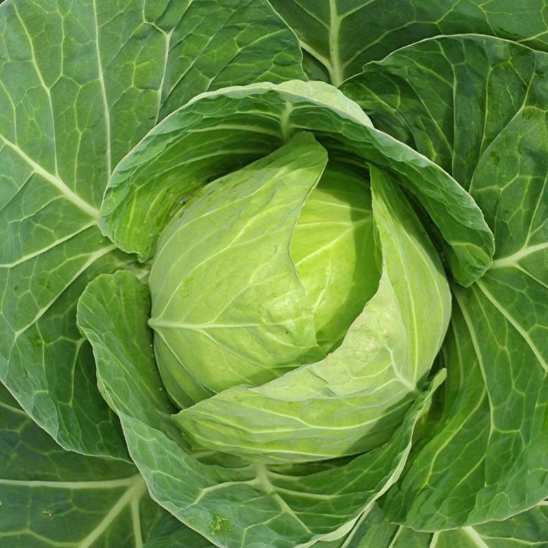 精品圆包菜