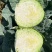 精品圆包菜