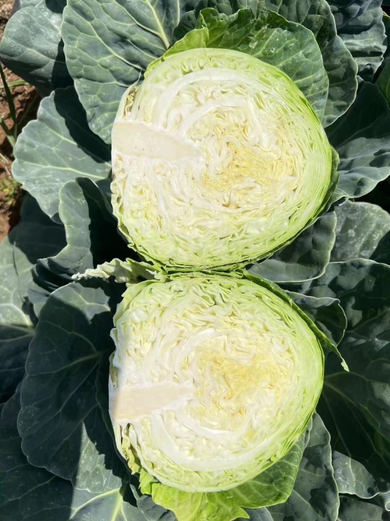 精品圆包菜