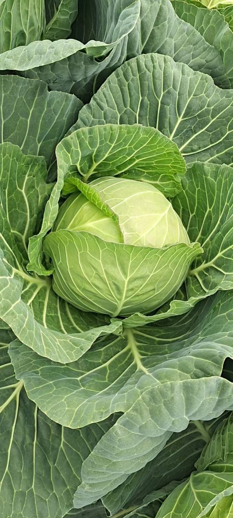 精品圆包菜
