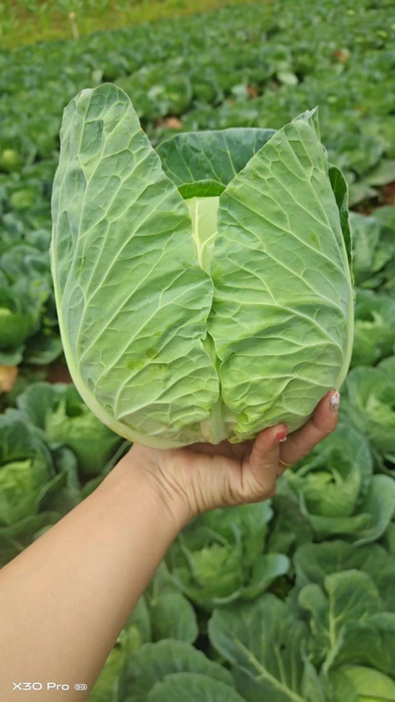 精品圆包菜