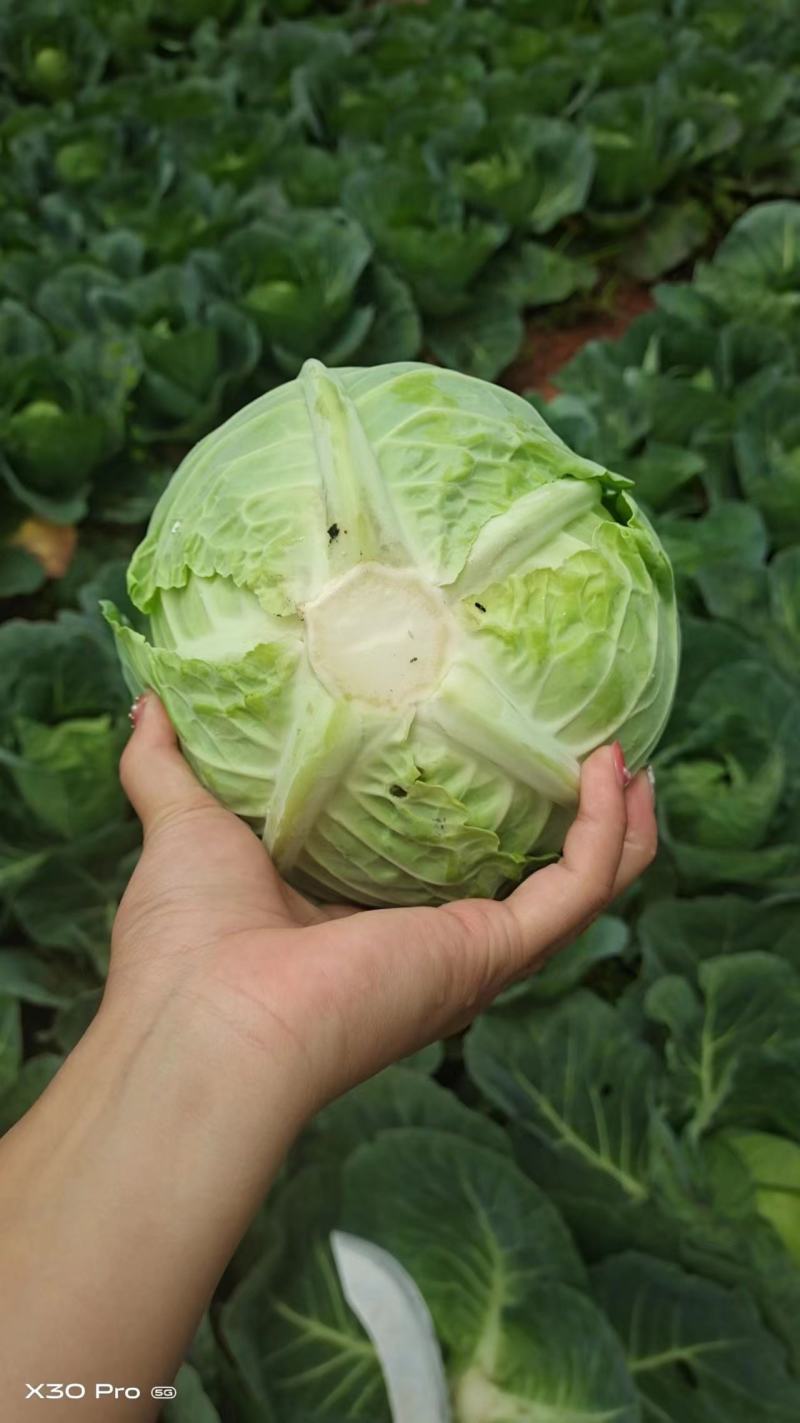 精品圆包菜