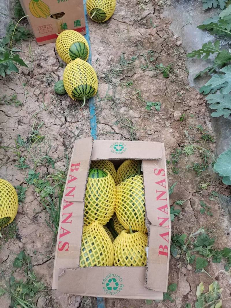 陕西渭西瓜-938吊兰西瓜规格齐支持视频看货代发