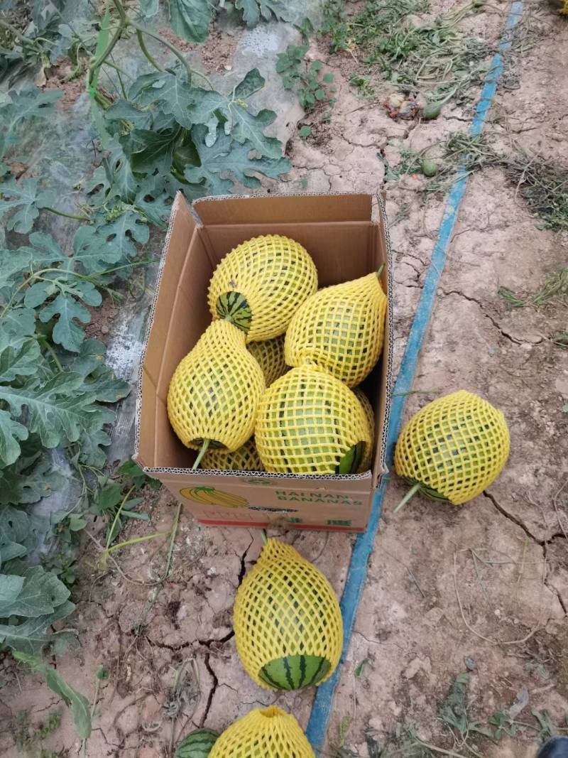 陕西渭西瓜-938吊兰西瓜规格齐支持视频看货代发