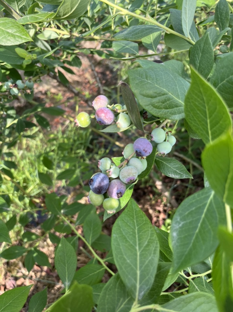 大果蓝莓甜度高脆