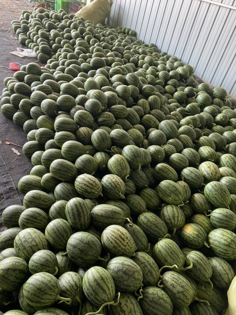 【实力热卖】全美2K小糖丸西瓜🍉皮薄多汁，红瓤黑籽。