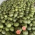 【实力热卖】全美2K小糖丸西瓜🍉皮薄多汁，红瓤黑籽。
