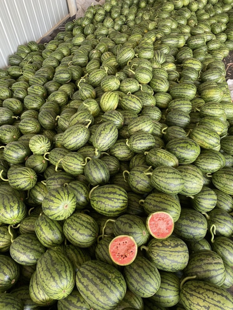 【实力热卖】全美2K小糖丸西瓜🍉皮薄多汁，红瓤黑籽。
