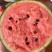 【实力热卖】全美2K小糖丸西瓜🍉皮薄多汁，红瓤黑籽。