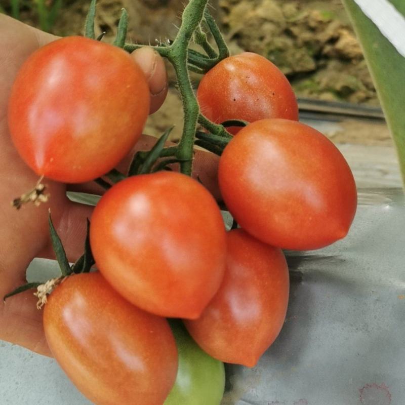 口感小番薯