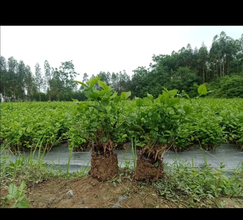 茉莉花窝苗带花苞连土带泥发货