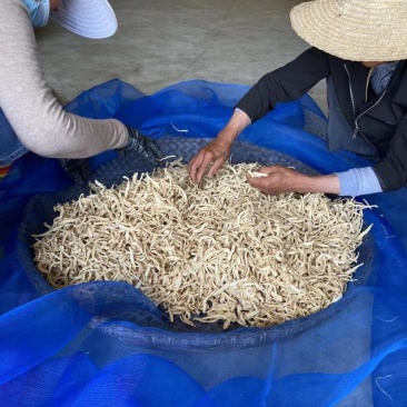 干萝卜条按需定制货源充足欢迎咨询