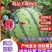 河南精品美都西瓜，品质保证，一手货源，欢迎订购，