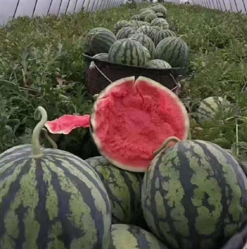 河南精品美都西瓜，品质保证，一手货源，欢迎订购，