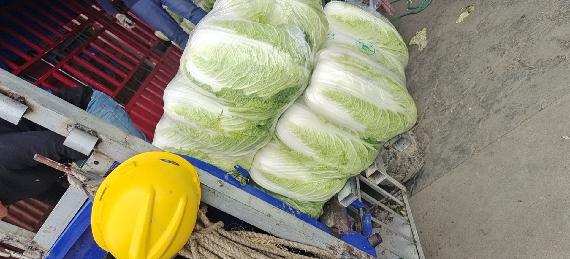山东新甘蓝装箱运输场景
