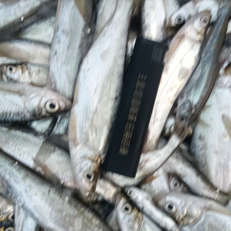 专业捕小白鱼