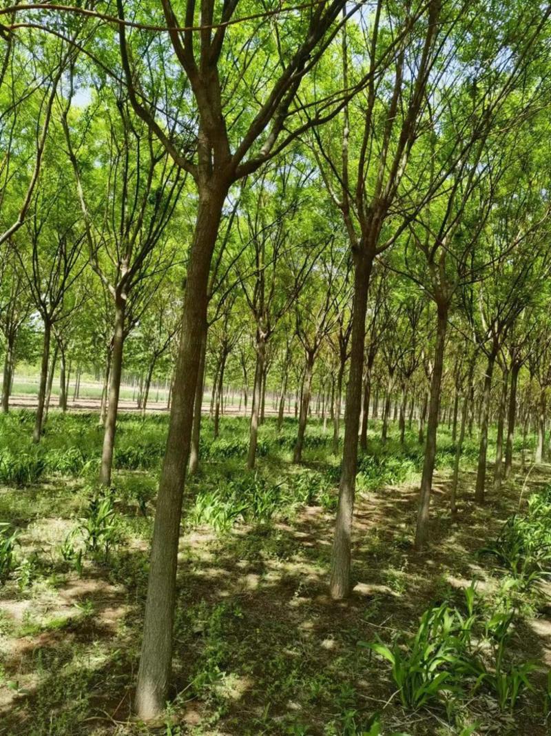 国槐自家苗场，大量12-15公分左右的国槐树，带土发货