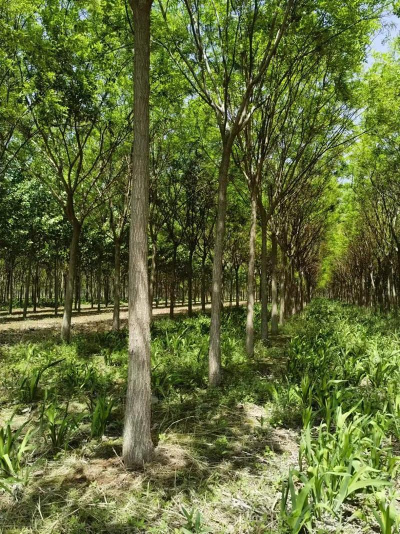 国槐自家苗场，大量12-15公分左右的国槐树，带土发货